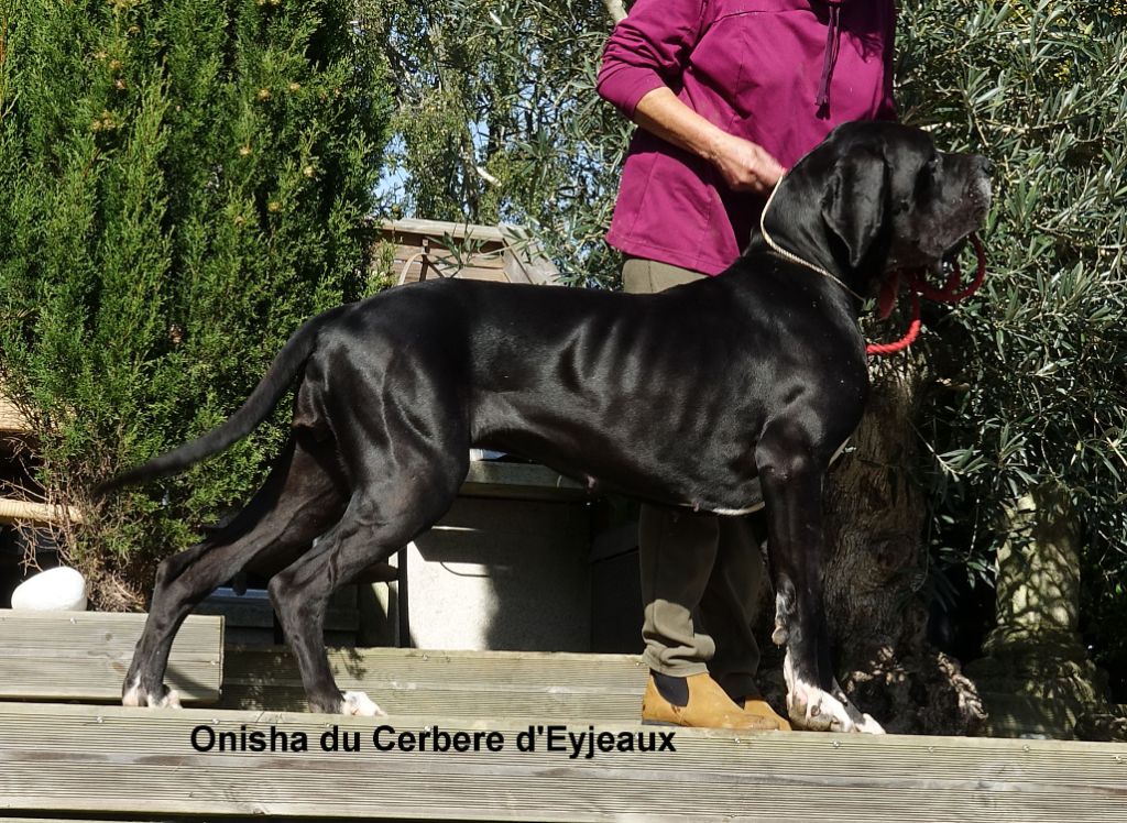 Onisha du Cerbere d'Eyjeaux