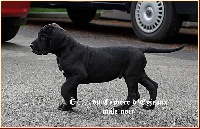 dogue allemand mâle noir