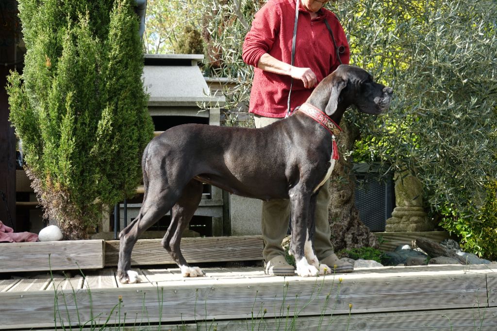 Phanindra du Cerbere d'Eyjeaux