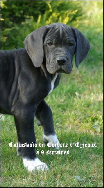 du Cerbere d'Eyjeaux - Dogue allemand - Portée née le 15/12/2007